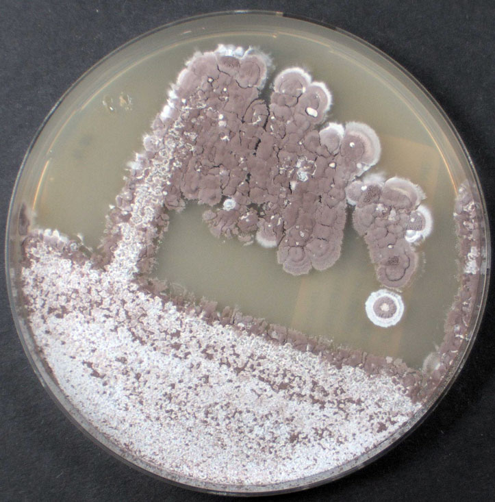 Eine Petrischale mit Kolonien des Bakteriums Streptomyces lonegramiae DSM 41529T