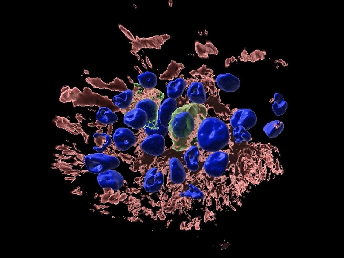 Organoide: Forschungspreis für Mini-Organe